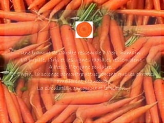 Une tranche de Carotte ressemble à l'œil humain .
    La pupille, l’iris et les lignes radiales ressemblent
                A l'œil : l’ organe oculaire...
Et Enfin, la science démontre actuellement que les carottes
                     améliorent beaucoup
           La circulation sanguine et la vision.
 