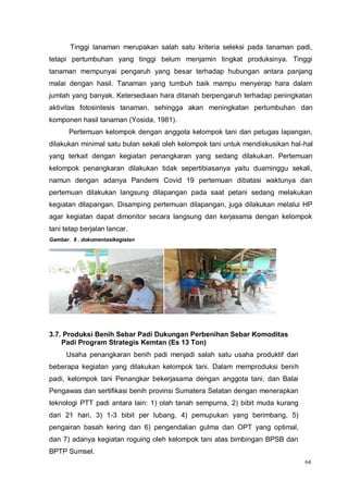 64
Tinggi tanaman merupakan salah satu kriteria seleksi pada tanaman padi,
tetapi pertumbuhan yang tinggi belum menjamin tingkat produksinya. Tinggi
tanaman mempunyai pengaruh yang besar terhadap hubungan antara panjang
malai dengan hasil. Tanaman yang tumbuh baik mampu menyerap hara dalam
jumlah yang banyak. Ketersediaan hara ditanah berpengaruh terhadap peningkatan
aktivitas fotosintesis tanaman, sehingga akan meningkatan pertumbuhan dan
komponen hasil tanaman (Yosida, 1981).
Pertemuan kelompok dengan anggota kelompok tani dan petugas lapangan,
dilakukan minimal satu bulan sekali oleh kelompok tani untuk mendiskusikan hal-hal
yang terkait dengan kegiatan penangkaran yang sedang dilakukan. Pertemuan
kelompok penangkaran dilakukan tidak sepertibiasanya yaitu duaminggu sekali,
namun dengan adanya Pandemi Covid 19 pertemuan dibatasi waktunya dan
pertemuan dilakukan langsung dilapangan pada saat petani sedang melakukan
kegiatan dilapangan. Disamping pertemuan dilapangan, juga dilakukan melalui HP
agar kegiatan dapat dimonitor secara langsung dan kerjasama dengan kelompok
tani tetap berjalan lancar.
Gambar. 9 . dokumentasikegiatan
3.7. Produksi Benih Sebar Padi Dukungan Perbenihan Sebar Komoditas
Padi Program Strategis Kemtan (Es 13 Ton)
Usaha penangkaran benih padi menjadi salah satu usaha produktif dari
beberapa kegiatan yang dilakukan kelompok tani. Dalam memproduksi benih
padi, kelompok tani Penangkar bekerjasama dengan anggota tani, dan Balai
Pengawas dan sertifikasi benih provinsi Sumatera Selatan dengan menerapkan
teknologi PTT padi antara lain: 1) olah tanah sempurna, 2) bibit muda kurang
dari 21 hari, 3) 1-3 bibit per lubang, 4) pemupukan yang berimbang, 5)
pengairan basah kering dan 6) pengendalian gulma dan OPT yang optimal,
dan 7) adanya kegiatan roguing oleh kelompok tani atas bimbingan BPSB dan
BPTP Sumsel.
 