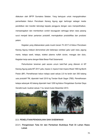 dilakukan oleh BPTP Sumatera Selatan. Yang bertujuan untuk mengoptimalkan
pemanfaatan Kebun Percobaan Karang Agung agar berfungsi sebagai media
pendidikan dan transfer teknologi kepada pengguna dengan cara memperlihatkan,
memperagakan dan memberikan contoh keunggulan sehingga lahan rawa pasang
surut menjadi lahan pertanian produktif, meningkatkan produktifitas dan produksi
petani.
Kegiatan yang dilaksanakan pada musim tanam Th 2017 di Kebun Percobaan
Karang Agung meliputi demonstrasi plot beberapa varietas/ galur padi rawa, jagung
manis, kelapa sawit, kelapa, koleksi plasma nutfah durian, manggis dan duku.
Kegiatan kerja sama dengan Balai Besar Padi Sukamandi.
Pertumbuhan tanaman padi secara umum baik.Padi yang ditanam di KP
Karang Agung pada MT 2017 yaitu ;Inpara 3, Inpara 8 dan Inpara 9hasil 1900 kg Benih
Pokok (BP). Pemeliharaan kebun kelapa sawit seluas 2,5 ha terdiri dari 350 batang
usia produktif TM, diperoleh hasil 2510 kg Tandan Buah Segar (TBS). Pemeliharaan
kelapa sebanyak 40 batang diperoleh hasil 1200 kg.Kebun Pengelolaan Sumber Daya
Genetik buah- buahan seluas 1 ha, tanam bulan Desember 2013.
2.3. PENELITIAN/PENGKAJIAN DAN DISEMINASI
2.3.1. Pengelolaan Tata Air dan Perbaikan Budidaya Padi Di Lahan Rawa
Lebak
56
 