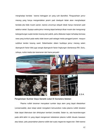 menghadapi kendala karena ketinggian air yang sulit diprediksi. Pengusahaan jamur
merang yang hanya mengandalkan jerami padi diwilayah lebak akan menghadapai
kendala jika tidak musim panen, karena umumnya wilayah lebak hanya menanam padi
setahun sekali. Supaya usaha jamur merang dapat berlanjut diluar musim dan mengurangi
ketergantungan suplai tandan kosong dari pabrik, perlu dilakukan kajian terhadap biomasa
rawa yang tumbuh pada waktu tidak tanam padi sebagai media pengganti jerami maupun
subtitusi tandan kosong sawit. Keberhasilan dalam budidaya jamur merang selain
dipengaruhi factor bibit juga sangat dipengaruhi factor lingkungan diantaranya RH, Suhu,
cahaya, nutrisi media dan keamanan dari hama penyakit
2.3.4.
Pengelolaan Sumber Daya Genetik Lokal Di Sumatera Selatan
Plasma nutfah tanaman merupakan sumber daya alam yang dapat dilestarikan
(conserveable), akan tetapi sekali mengalami kemusnahan maka plasma nutfah tersebut
tidak dapat ditemukan dan dihidupkan kembali (reviable). Selain itu, ada kecenderungan
pada akhir-akhir ini yang dapat mengancam kelestarian plasma nutfah disuatu kawasan
atau lokasi, yaitu perpindahan plasma nutfah dari suatu negara ke negara lain. Oleh karena
62
 