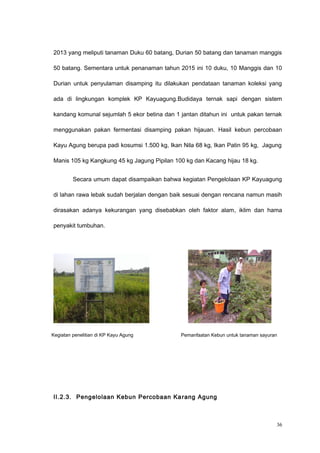 2013 yang meliputi tanaman Duku 60 batang, Durian 50 batang dan tanaman manggis
50 batang. Sementara untuk penanaman tahun 2015 ini 10 duku, 10 Manggis dan 10
Durian untuk penyulaman disamping itu dilakukan pendataan tanaman koleksi yang
ada di lingkungan komplek KP Kayuagung.Budidaya ternak sapi dengan sistem
kandang komunal sejumlah 5 ekor betina dan 1 jantan ditahun ini untuk pakan ternak
menggunakan pakan fermentasi disamping pakan hijauan. Hasil kebun percobaan
Kayu Agung berupa padi kosumsi 1.500 kg, Ikan Nila 68 kg, Ikan Patin 95 kg, Jagung
Manis 105 kg Kangkung 45 kg Jagung Pipilan 100 kg dan Kacang hijau 18 kg.
Secara umum dapat disampaikan bahwa kegiatan Pengelolaan KP Kayuagung
di lahan rawa lebak sudah berjalan dengan baik sesuai dengan rencana namun masih
dirasakan adanya kekurangan yang disebabkan oleh faktor alam, iklim dan hama
penyakit tumbuhan.
II.2.3. Pengelolaan Kebun Percobaan Karang Agung
36
Kegiatan penelitian di KP Kayu Agung Pemanfaatan Kebun untuk tanaman sayuran
 