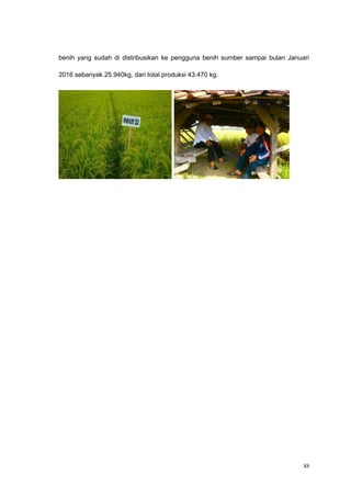 benih yang sudah di distribusikan ke pengguna benih sumber sampai bulan Januari
2016 sebanyak 25.940kg, dari total produksi 43.470 kg.
88
 