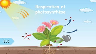 Respiration et
photosynthèse
Eb5
 