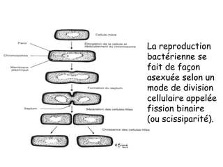 La reproduction
bactérienne se
fait de façon
asexuée selon un
mode de division
cellulaire appelée
fission binaire
(ou scissiparité).
 