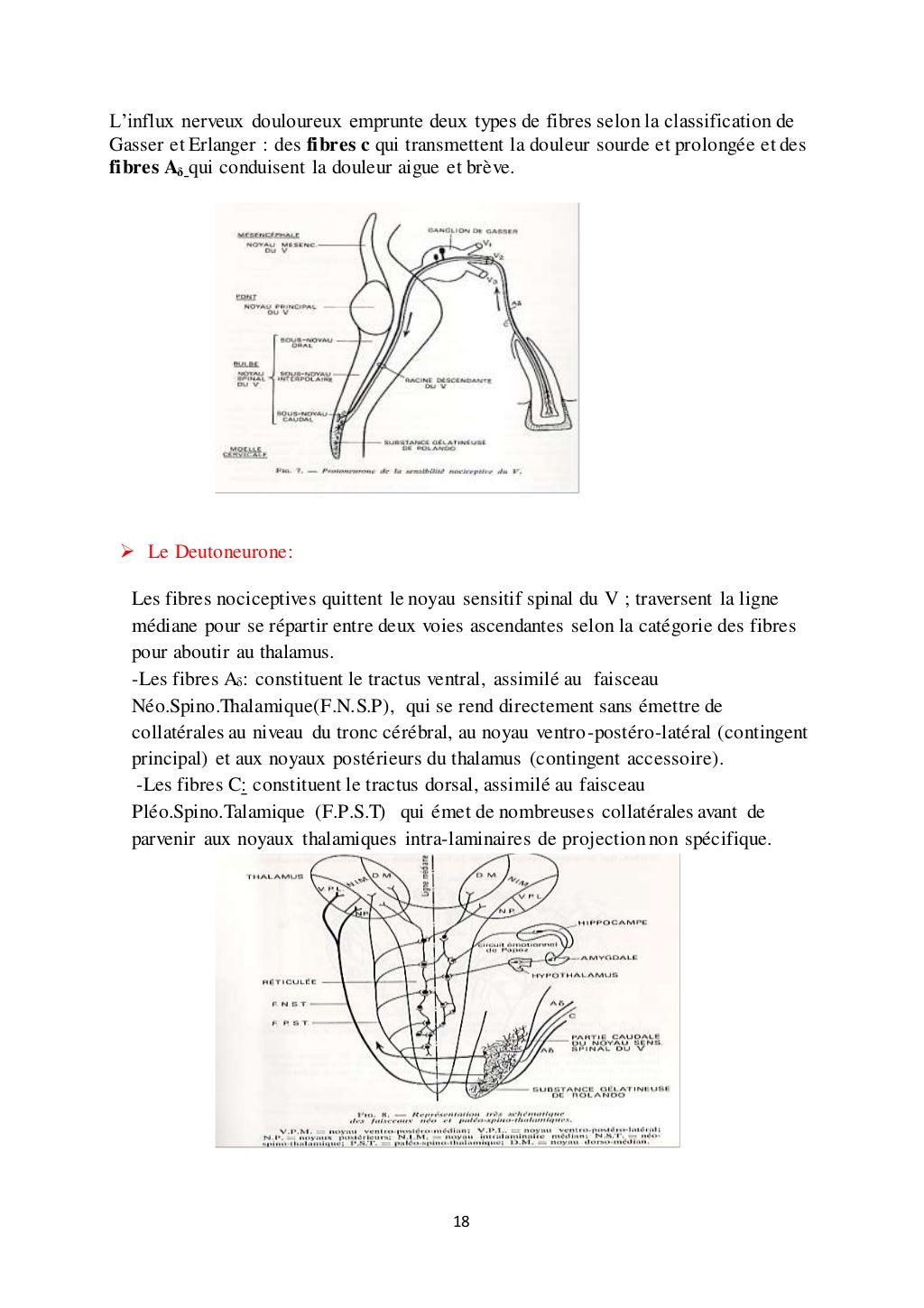 Cuisse Anatomie Physiologie Douleurs Pathologies