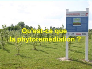 Pour plus de modèles : Modèles Powerpoint PPT gratuits 
Page 10 
Qu'est-ce que 
la phytoremédiation ? 
 