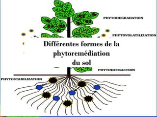 Pour plus de modèles : Modèles Powerpoint PPT gratuits 
Page 13 
Différentes formes de la 
phytoremédiation 
du sol 
 