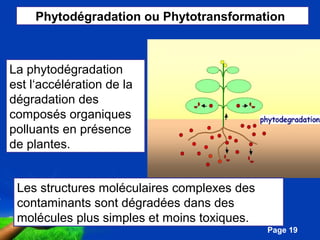 Phytodégradation ou Phytotransformation 
Pour plus de modèles : Modèles Powerpoint PPT gratuits 
Page 19 
La phytodégradation 
est l‘accélération de la 
dégradation des 
composés organiques 
polluants en présence 
de plantes. 
Les structures moléculaires complexes des 
contaminants sont dégradées dans des 
molécules plus simples et moins toxiques. 
 