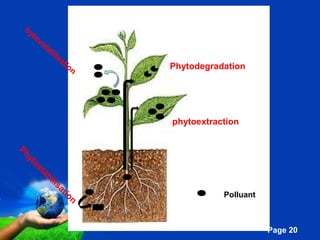Phytodegradation 
Pour plus de modèles : Modèles Powerpoint PPT gratuits 
Page 20 
Polluant 
Phytostabilisation 
phytoextraction 
hytovolatilisation 
 