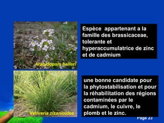 Espèce appartenant a la 
famille des brassicaceae, 
tolerante et 
hyperaccumulatrice de zinc 
et de cadmium 
Pour plus de modèles : Modèles Powerpoint PPT gratuits 
Page 23 
Arabidopsis halleri 
une bonne candidate pour 
la phytostabilisation et pour 
la réhabilitation des régions 
contaminées par le 
cadmium, le cuivre, le 
Vetiveria zizanioides plomb et le zinc. 
 