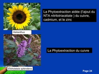 Pour plus de modèles : Modèles Powerpoint PPT gratuits 
Page 24 
Helianthus 
annus 
Elsholatzia splendens 
La Phytoextraction aidée (l’ajout du 
NTA nitrilotriacétate ) du cuivre, 
cadmium, et le zinc 
La Phytoextraction du cuivre 
 