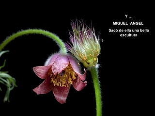 Y…
  MIGUEL ANGEL
Sacó de ella una bella
      escultura
 