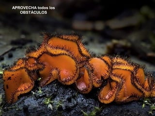 APROVECHA todos los
   OBSTÁCULOS
 