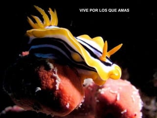 VIVE POR LOS QUE AMAS
 