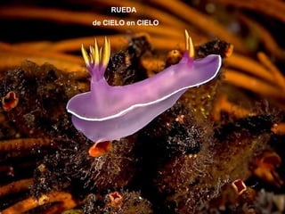 RUEDA
de CIELO en CIELO
 