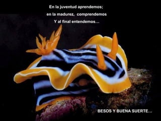 En la juventud aprendemos;
en la madurez, comprendemos
   Y al final entendemos…




                        BESOS Y BUENA SUERTE…
 