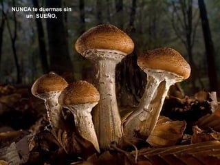 NUNCA te duermas sin
un SUEÑO,

 