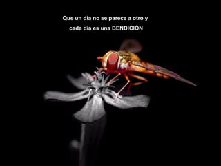 Que un día no se parece a otro y
cada día es una BENDICIÓN

 
