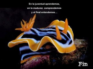 En la juventud aprendemos,
en la madurez comprendemos
y al final entendemos…

 