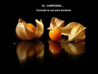 EL CAMPESINO…
Cansado la usó para sentarse

 