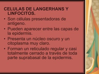 CELULAS DE LANGERHANS Y LINFOCITOS. Son células presentadoras de antigeno. Pueden aparecer entre las capas de la epidermis. Presenta un núcleo oscuro y un citoplasma muy claro. Forman un reticulado regular y casi totalmente cerrado a través de toda parte suprabasal de la epidermis. 