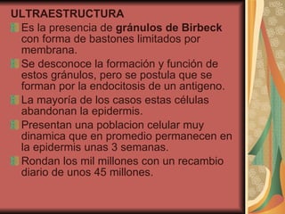 ULTRAESTRUCTURA Es la presencia de  gránulos de Birbeck  con forma de bastones limitados por membrana. Se desconoce la formación y función de estos gránulos, pero se postula que se forman por la endocitosis de un antigeno. La mayoría de los casos estas células abandonan la epidermis. Presentan una poblacion celular muy dinamica que en promedio permanecen en la epidermis unas 3 semanas. Rondan los mil millones con un recambio diario de unos 45 millones. 
