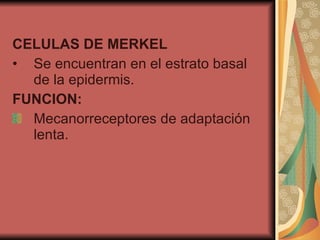 CELULAS DE MERKEL Se encuentran en el estrato basal de la epidermis. FUNCION: Mecanorreceptores de adaptación lenta. 