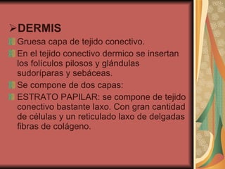 DERMIS Gruesa capa de tejido conectivo. En el tejido conectivo dermico se insertan los folículos pilosos y glándulas sudoríparas y sebáceas. Se compone de dos capas: ESTRATO PAPILAR: se compone de tejido conectivo bastante laxo. Con gran cantidad de células y un reticulado laxo de delgadas fibras de colágeno. 