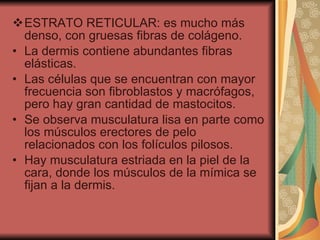 ESTRATO RETICULAR: es mucho más denso, con gruesas fibras de colágeno. La dermis contiene abundantes fibras elásticas. Las células que se encuentran con mayor frecuencia son fibroblastos y macrófagos, pero hay gran cantidad de mastocitos. Se observa musculatura lisa en parte como los músculos erectores de pelo relacionados con los folículos pilosos. Hay musculatura estriada en la piel de la cara, donde los músculos de la mímica se fijan a la dermis. 