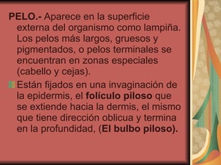 PELO.-  Aparece en la superficie externa del organismo como lampiña. Los pelos más largos, gruesos y pigmentados, o pelos terminales se encuentran en zonas especiales (cabello y cejas). Están fijados en una invaginación de la epidermis, el  folículo piloso  que se extiende hacia la dermis, el mismo que tiene dirección oblicua y termina en la profundidad, ( El bulbo piloso). 
