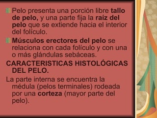 Pelo presenta una porción libre  tallo de pelo,  y una parte fija la  raíz del pelo  que se extiende hacia el interior del folículo. Músculos erectores del pelo  se relaciona con cada folículo y con una o más glándulas sebáceas. CARACTERISTICAS HISTOLÓGICAS DEL PELO. La parte interna se encuentra la médula (pelos terminales) rodeada por una  corteza  (mayor parte del pelo). 