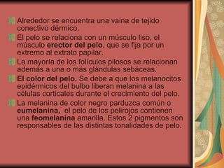 Alrededor se encuentra una vaina de tejido conectivo dérmico. El pelo se relaciona con un músculo liso, el músculo  erector del pelo , que se fija por un extremo al extrato papilar. La mayoría de los folículos pilosos se relacionan además a una o más glándulas sebáceas. El color del pelo.  Se debe a que los melanocitos epidérmicos del bulbo liberan melanina a las células corticales durante el crecimiento del pelo. La melanina de color negro parduzca común o  eumelanina,  el pelo de los pelirojos contienen una  feomelanina  amarilla. Estos 2 pigmentos son responsables de las distintas tonalidades de pelo. 