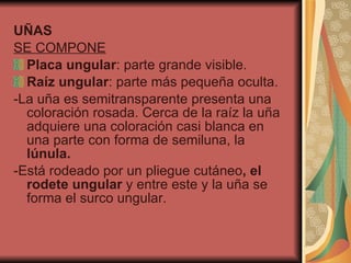 UÑAS SE COMPONE Placa ungular : parte grande visible. Raíz   ungular : parte más pequeña oculta. -La uña es semitransparente presenta una coloración rosada. Cerca de la raíz la uña adquiere una coloración casi blanca en una parte con forma de semiluna, la  lúnula. -Está rodeado por un pliegue cutáneo , el rodete ungular  y entre este y la uña se forma el surco ungular. 