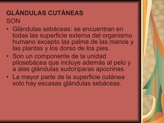 GLÁNDULAS CUTÁNEAS SON Glándulas sebáceas: se encuentran en todas las superficie externa del organismo humano excepto las palma de las manos y las plantas y los dorso de los pies. Son un componente de la unidad pilosebácea que incluye además al pelo y a alas glándulas sudoríparas apocrinas. La mayor parte de la superficie cutánea solo hay escasas glándulas sebáceas. 