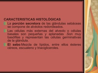 CARACTERISTICAS HISTOLÓGICAS La  porción secretora  de las glándulas sebáceas se compone de alvéolos redondeados. Las células más externas del alveolo o células basales son pequeñas y aplanadas .Son muy basófilas y representan las células germinativas de la glándula. El sebo :Mezcla de lípidos, entre ellos ésteres céreos, escualeno y triacigliceroles.  
