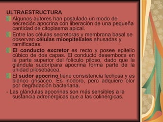 ULTRAESTRUCTURA Algunos autores han postulado un modo de secreción apocrina con liberación de una pequeña cantidad de citoplasma apical. Entre las células secretoras y membrana basal se observan  células mioepiteliales  ahusadas y ramificadas. El conducto excretor  es recto y posee epitelio cúbico de dos capas. El conducto desemboca en la parte superior del folículo piloso, dado que la glándula sudorípara apocrina forma parte de la unidad pilosebácea.  El  sudor apocrino  tiene consistencia lechosa y es blanco grisáceo. Es inodoro, pero adquiere olor por degradación bacteriana. - Las glándulas apocrinas son más sensibles a la sustancia adrenérgicas que a las colinérgicas. 