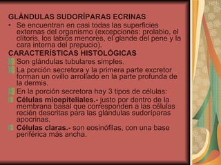 GLÁNDULAS SUDORÍPARAS ECRINAS Se encuentran en casi todas las superficies externas del organismo (excepciones: prolabio, el clítoris, los labios menores, el glande del pene y la cara interna del prepucio). CARACTERÍSTICAS HISTOLÓGICAS Son glándulas tubulares simples. La porción secretora y la primera parte excretor forman un ovillo arrollado en la parte profunda de la dermis. En la porción secretora hay 3 tipos de células:  Células mioepiteliales.-  justo por dentro de la membrana basal que corresponden a las células recién descritas para las glándulas sudoríparas apocrinas. Células claras.-  son eosinófilas, con una base periférica más ancha. 