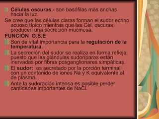 Células oscuras.-  son basófilas más anchas hacia la luz. Se cree que las células claras forman el sudor ecrino acuoso típico mientras que las Cel. oscuras producen una secreción mucinosa. FUNCIÓN  G.S.E Son de vital importancia para la  regulación de la temperatura. La secreción del sudor se realiza en forma refleja, puesto que las glándulas sudoríparas están inervadas por fibras posganglionares simpáticas. El  sudor:  es secretado por la porción terminal con un contenido de iones Na y K equivalente al de plasma. Ante la sudoración intensa es posible perder cantidades importantes de NaCl. 