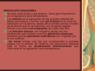IRRIGACIÓN SANGUÍNEA No solo nutre la piel y sus anexos , tiene gran importancia en la regulación de la temperatura. Las  arterias  de la piel parten de las grandes arterias del tejido subcutáneo y forman una  red cutánea  en la zona de transición con la dermis, desde allí se emiten ramas a través de la dermis que en la transición con el estrato papilar forman una nueva  red subpapilar  de malla más fina. Los  folículos pilosos  son irrigados desde una red perifolicular que también nutre las  glándulas sebáceas,  mientras que las  glándulas sudoríparas  son irrigadas por la red cutánea. las venas  forman una red que corresponden a grandes rasgos con la arterial. Se observa una disposición especial bajo la forma de  anastomosis arteriovenosas  que interviene en la regulación de la temperatura. 