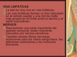 VÍAS LINFÁTICAS La piel es muy rica en vías linfáticas. Las vías linfáticas forman un fino reticulado en el estrato papilar y una red de malla más gruesa en el límite entre la dermis y el tejido subcutáneo. NERVIOS Representan una parte importante del aparato sensorial, están ricamente inervados por nervios sensitivos. También existen fibras nerviosas autónomas para los vasos sanguíneos, las glándulas sudoríparas y los músculos erectores. 