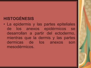 HISTOGÉNESIS La epidermis y las partes epiteliales de los anexos epidérmicos se desarrollan a partir del ectodermo, mientras que la dermis y las partes dermicas de los anexos son mesodérmicos. 