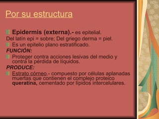 Por su estructura Epidermis (externa).-   es epitelial. Del latín epi = sobre; Del griego derma = piel. Es un epitelio plano estratificado. FUNCIÓN: Proteger contra acciones lesivas del medio y contra la pérdida de líquidos. PRODUCE: Estrato córneo .- compuesto por células aplanadas muertas que contienen el complejo proteico  queratina,  cementado por lípidos intercelulares. 