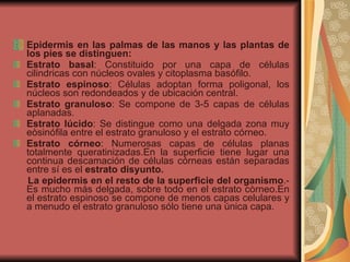 Epidermis en las palmas de las manos y las plantas de los pies se distinguen:  Estrato basal : Constituido por una capa de células cilindricas con núcleos ovales y citoplasma basófilo. Estrato espinoso : Células adoptan forma poligonal, los núcleos son redondeados y de ubicación central. Estrato granuloso : Se compone de 3-5 capas de células aplanadas. Estrato lúcido : Se distingue como una delgada zona muy eòsinófila entre el estrato granuloso y el estrato córneo. Estrato córneo : Numerosas capas de células planas totalmente queratinizadas.En la superficie tiene lugar una continua descamación de células córneas están separadas entre sí es el  estrato disyunto. La epidermis en el resto de la superficie del organismo .- Es mucho más delgada, sobre todo en el estrato còrneo.En el estrato espinoso se compone de menos capas celulares y a menudo el estrato granuloso sólo tiene una única capa. 