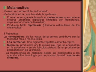 Melanocitos -Posee un cuerpo celular redondeado -Se localiza en la capa basal de la epidermis. Forman una organela llamada el  melanosoma  que contiene tirosina (organelas elipsoides limitadas por membranas, cuyo interior contiene laminillas). Producen MSH  hipofisaria ( Hormona estimulante de los melanocitos) 3 Pigmentos: La hemoglobina : de los vasos de la dermis contribuye con la tonalidad mas o menos rojiza. Los carotenos:  Son pigmento vegetales amarillo-rojizos. Melanina : producidos por la misma piel, que se encuentran en la epidermis y en los folículos pilosos. Es un producto de polimerización de la tirosina. - La transferencia de melanina desde los melanocitos a los queratinocitos tiene lugar por un proceso llamado  secreción citocrina. 