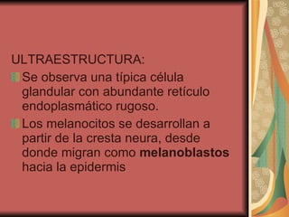 ULTRAESTRUCTURA: Se observa una típica célula glandular con abundante retículo endoplasmático rugoso. Los melanocitos se desarrollan a partir de la cresta neura, desde donde migran como  melanoblastos  hacia la epidermis 