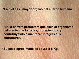 *La piel es el mayor órgano del cuerpo humano.
*Es la barrera protectora que aísla al organismo
del medio que lo rodea, pr...