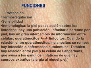 Protección
•Termorregulación
•Sensibilidad
•Inmunológica: la piel posee acción sobre los
linfocitos, hay una población lin...