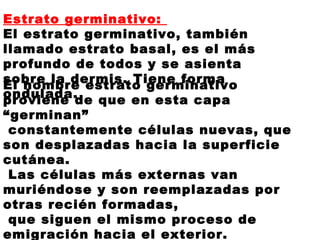 Estrato germinativo:
El estrato germinativo, también
llamado estrato basal, es el más
profundo de todos y se asienta
sobre la dermis. Tiene forma
ondulada.
El nombre estrato germinativo
proviene de que en esta capa
“germinan”
constantemente células nuevas, que
son desplazadas hacia la superficie
cutánea.
Las células más externas van
muriéndose y son reemplazadas por
otras recién formadas,
que siguen el mismo proceso de
emigración hacia el exterior.
 