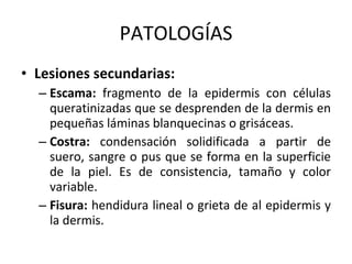 PATOLOGÍAS Lesiones secundarias: Escama:  fragmento de la epidermis con células queratinizadas que se desprenden de la dermis en pequeñas láminas blanquecinas o grisáceas. Costra:  condensación solidificada a partir de suero, sangre o pus que se forma en la superficie de la piel. Es de consistencia, tamaño y color variable. Fisura:  hendidura lineal o grieta de al epidermis y la dermis. 