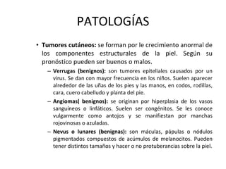 PATOLOGÍAS Tumores cutáneos:  se forman por le crecimiento anormal de los componentes estructurales de la piel. Según su pronóstico pueden ser buenos o malos. Verrugas (benignos):  son tumores epiteliales causados por un virus. Se dan con mayor frecuencia en los niños. Suelen aparecer alrededor de las uñas de los pies y las manos, en codos, rodillas, cara, cuero cabelludo y planta del pie. Angiomas( benignos):  se originan por hiperplasia de los vasos sanguíneos o linfáticos. Suelen ser congénitos. Se les conoce vulgarmente como antojos y se manifiestan por manchas rojovinosas o azuladas. Nevus o lunares (benignas):  son máculas, pápulas o nódulos pigmentados compuestos de acúmulos de melanocitos. Pueden tener distintos tamaños y hacer o no protuberancias sobre la piel. 